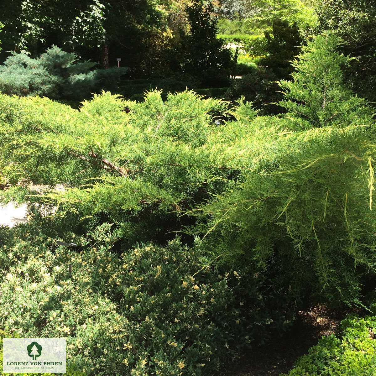 Juniperus media 'Pfitzeriana Aurea'