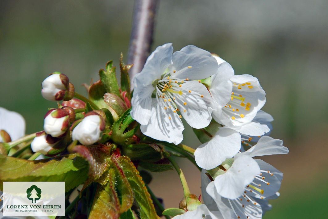 Prunus avium 'Tamara'