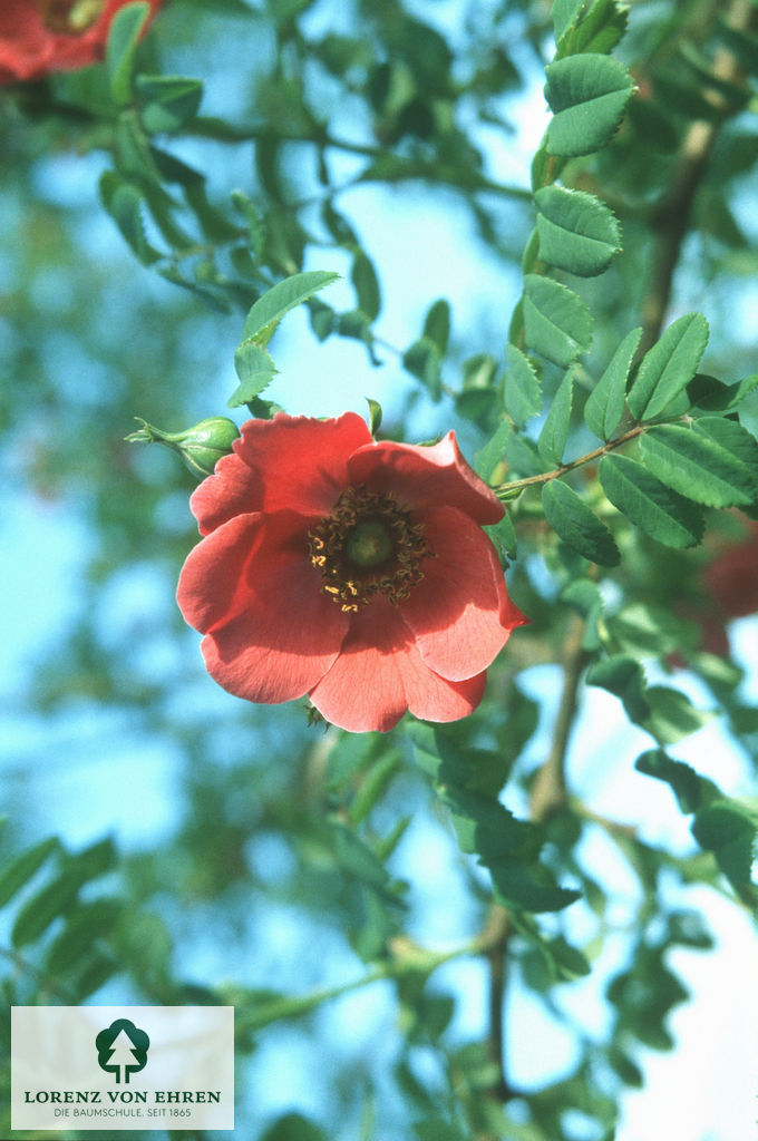 Rosa moyesii