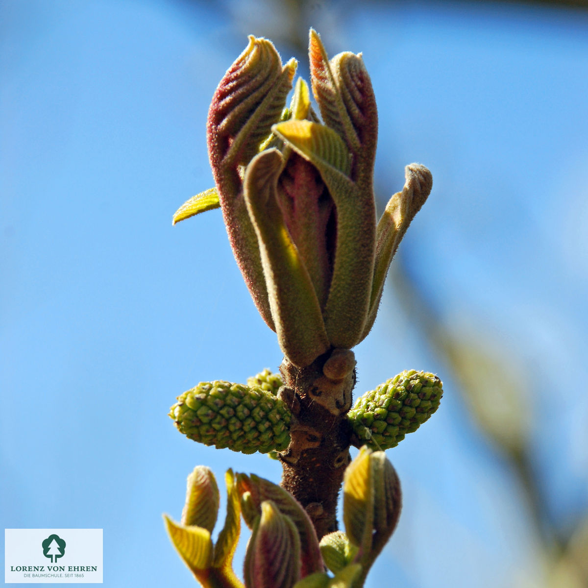 Juglans cinerea