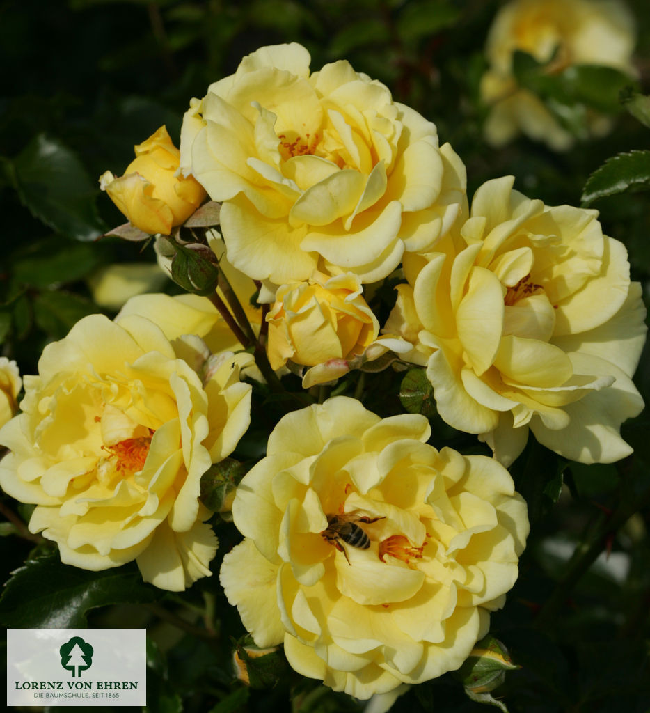 Rosa 'Gelber Engel'