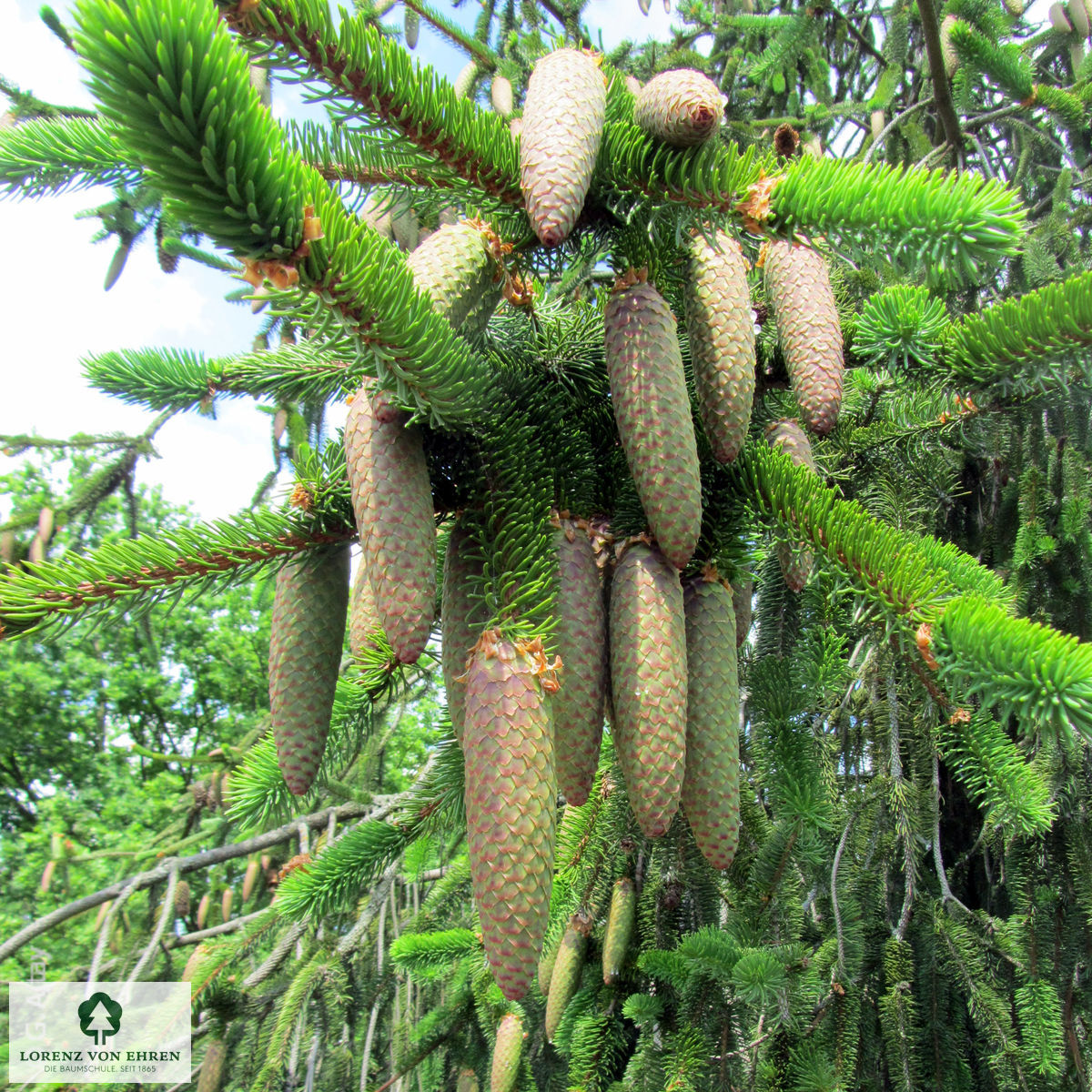 Picea abies 'Virgata'