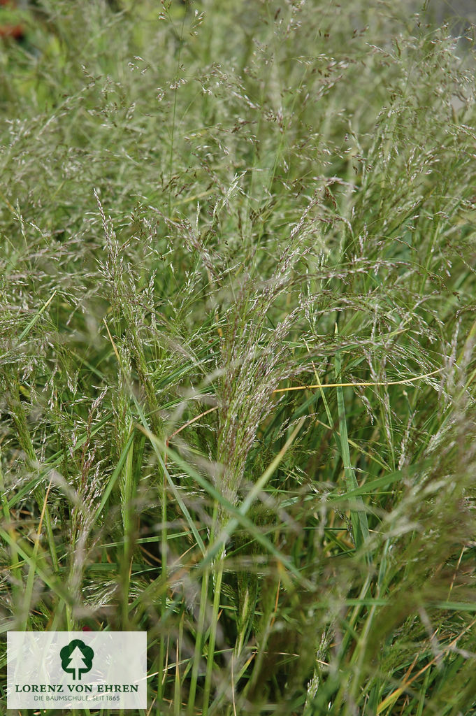 Deschampsia cespitosa 'Bronzeschleier'