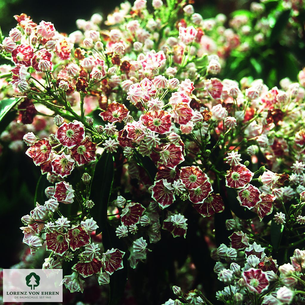 Kalmia latifolia 'Pinwheel'