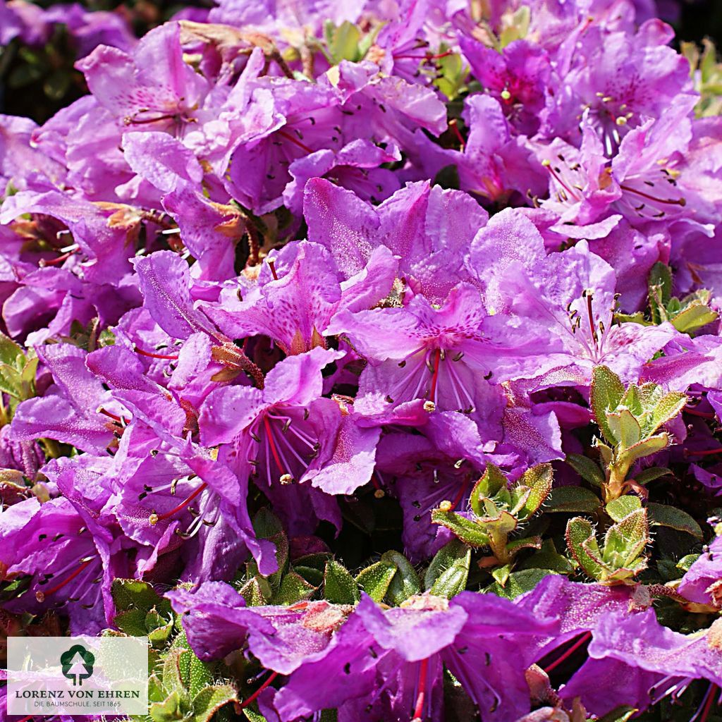 Rhododendron 'Radistrotum'