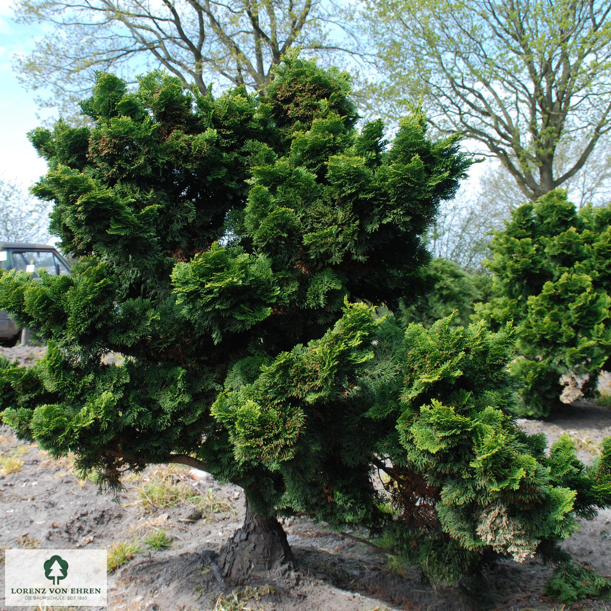 Chamaecyparis obtusa 'Nana Gracilis'