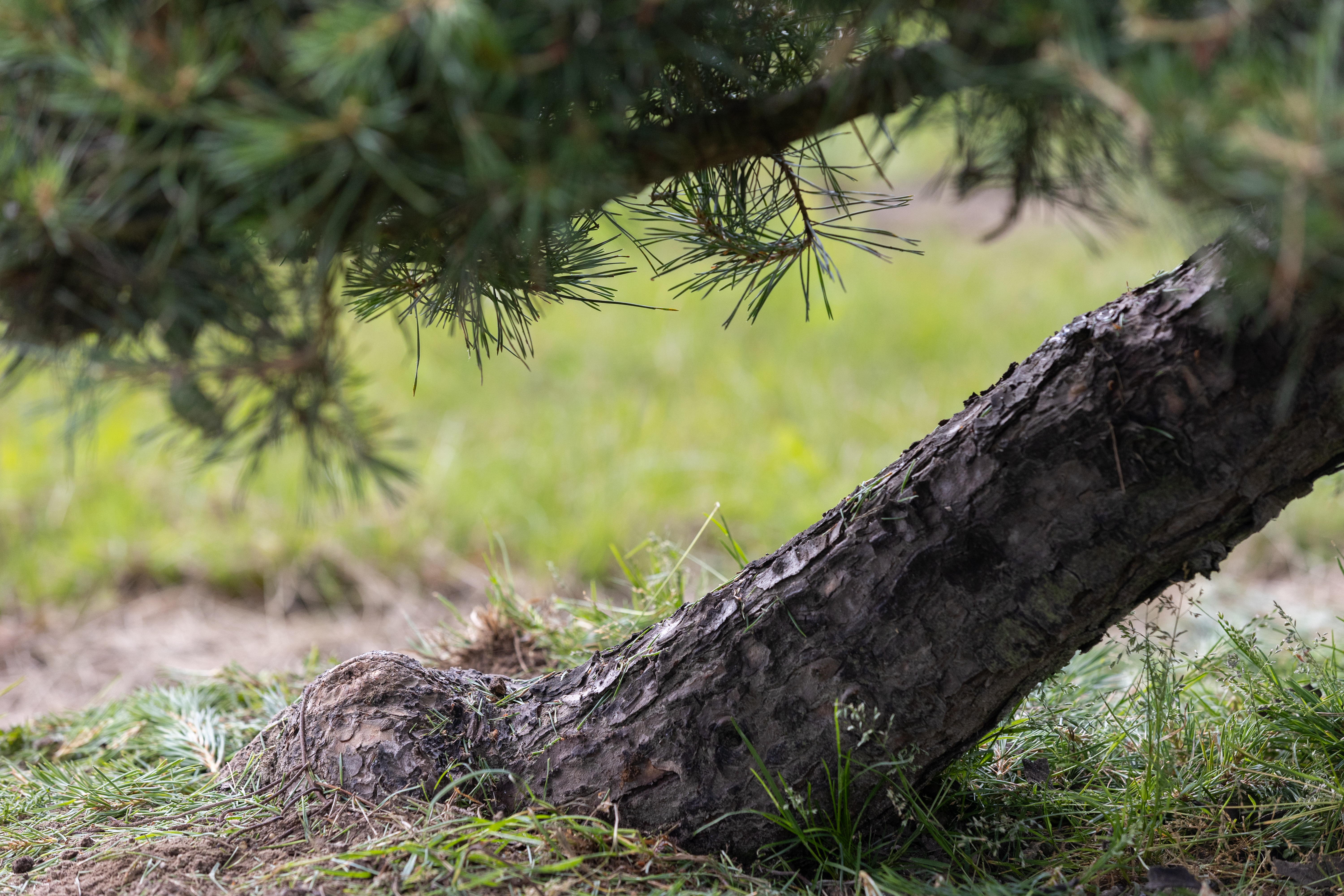 Pinus sylvestris Windswept Bonsai Pinus sylvestris Windflüchter Bonsai