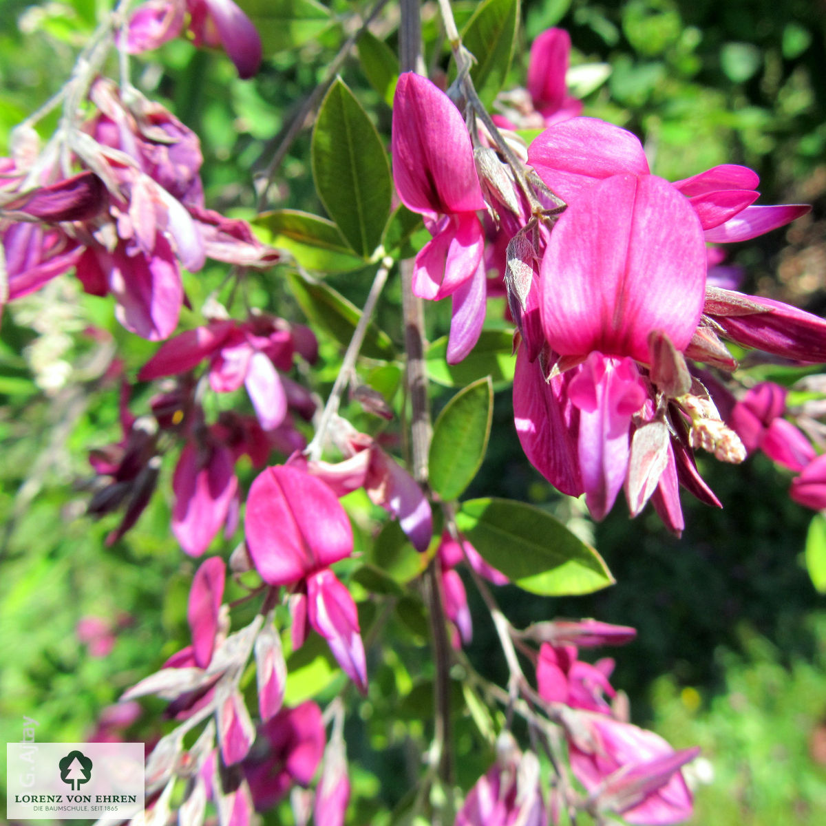 Lespedeza thunbergii