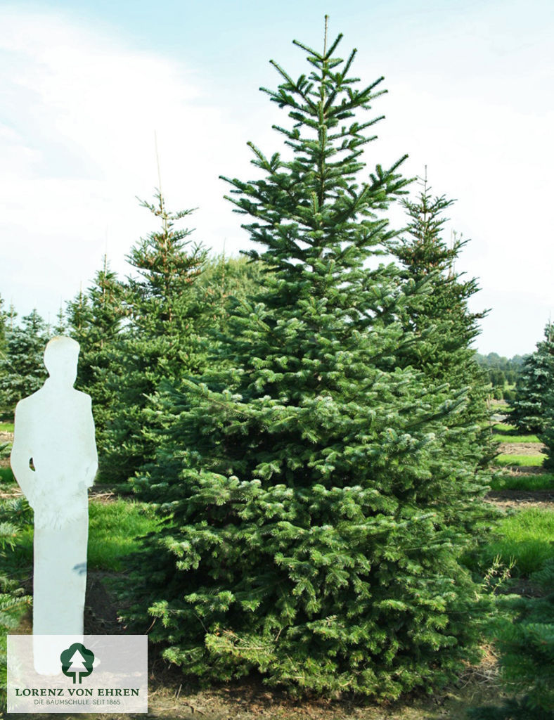 Abies nordmanniana