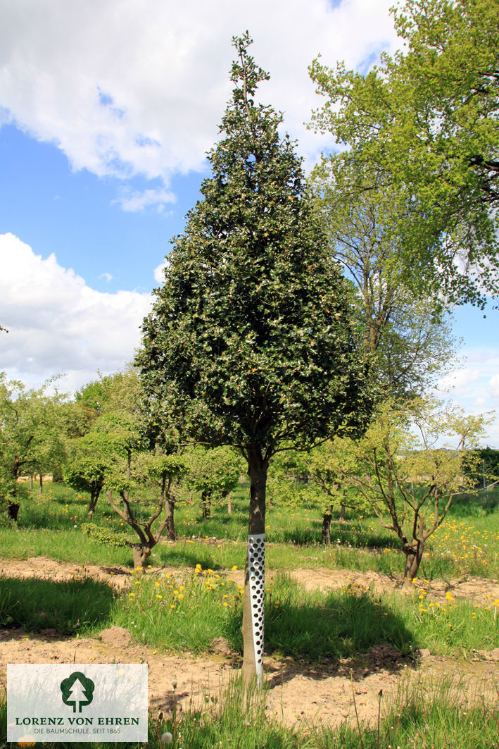 Ilex aquifolium