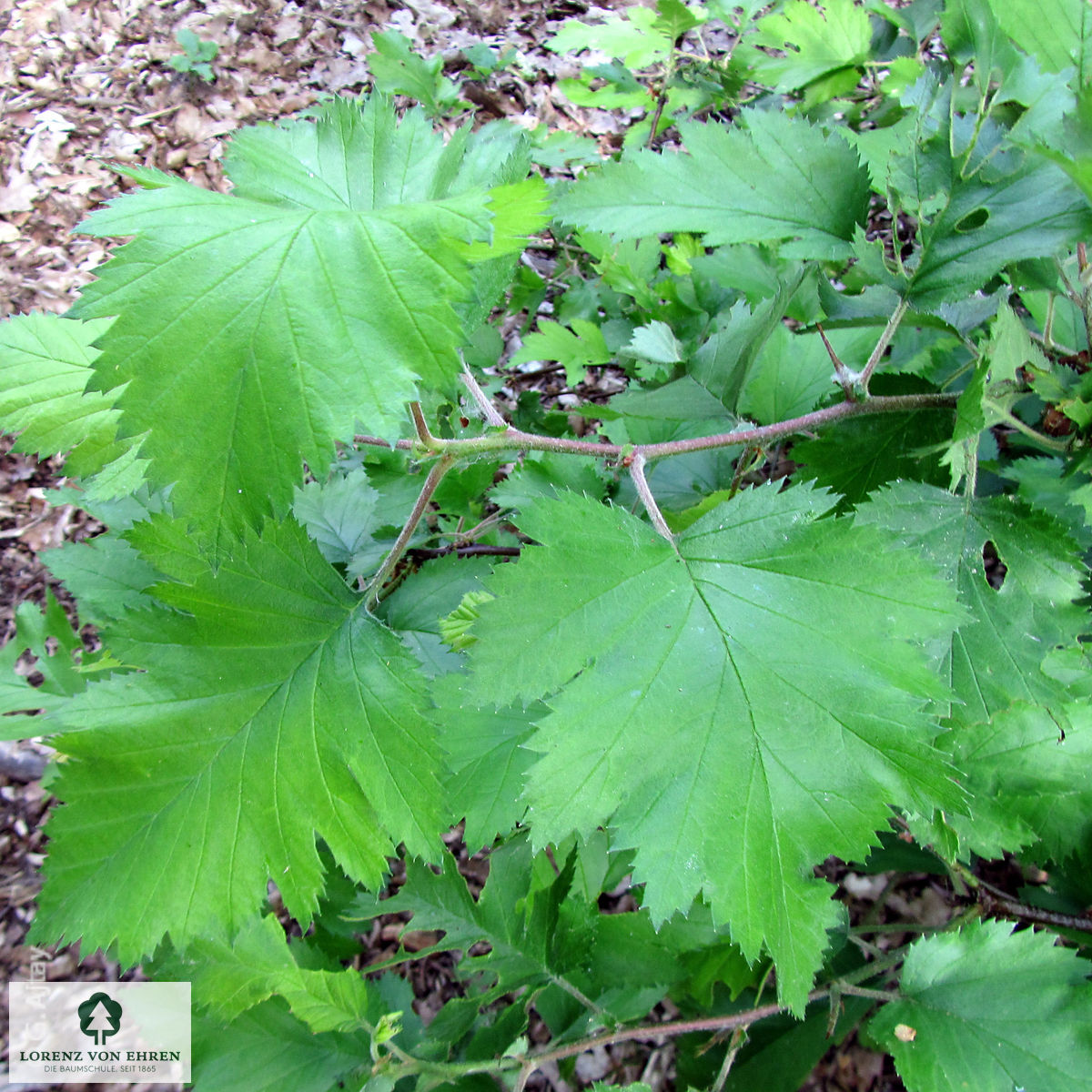 Crataegus coccinea