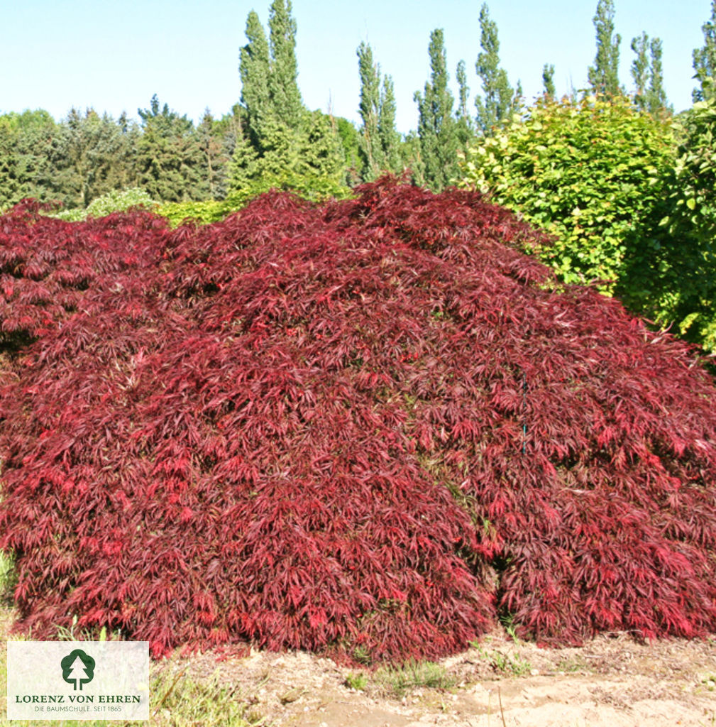 Acer palmatum 'Dissectum Garnet'