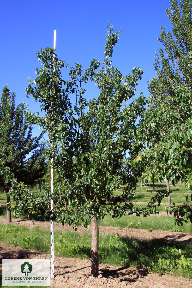 Pyrus communis 'Gellerts Butterbirne'