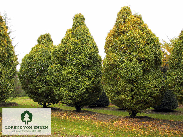 Carpinus betulus 'Columnaris'