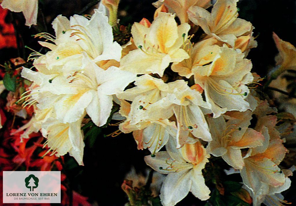 Rhododendron Azalea 'Daviesii'