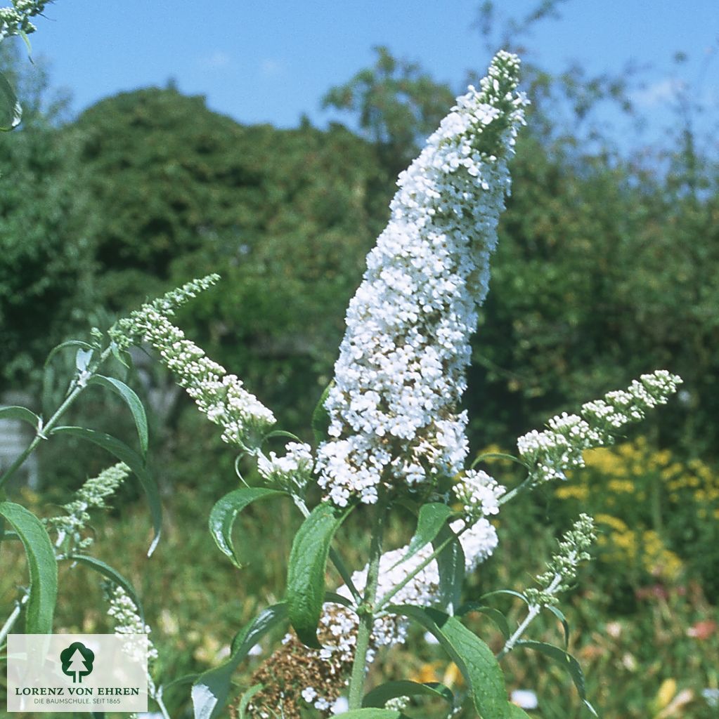 Buddleja davidii 'Peace'