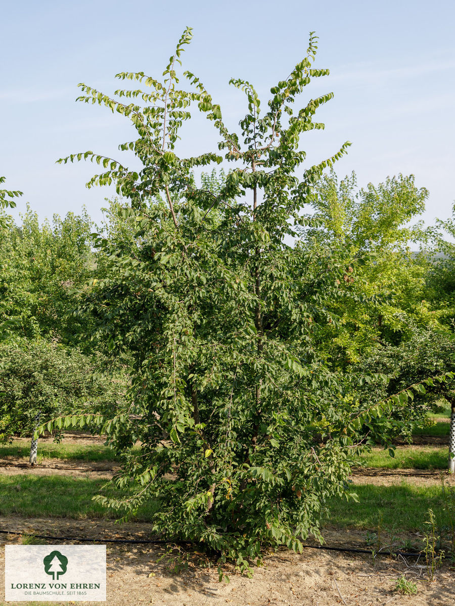 Ostrya carpinifolia