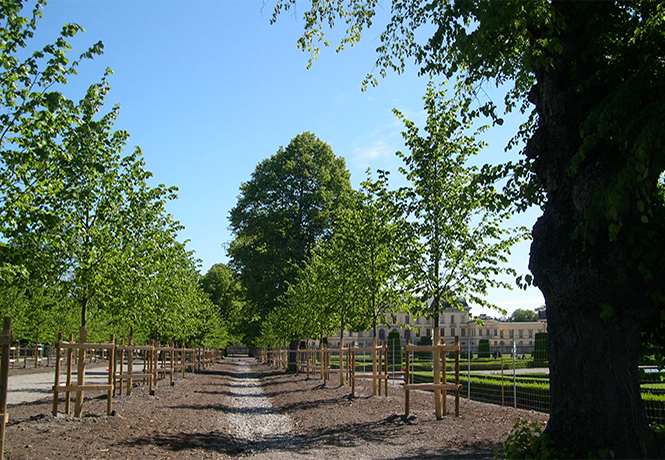 Historischer Barockgarten mit Kaiser-Linden von Lorenz von Ehren am Schloss Drottningholm