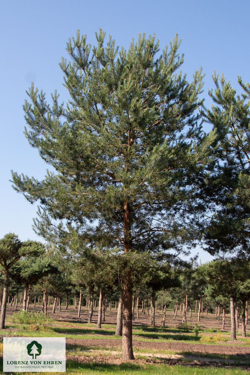 Pinus sylvestris