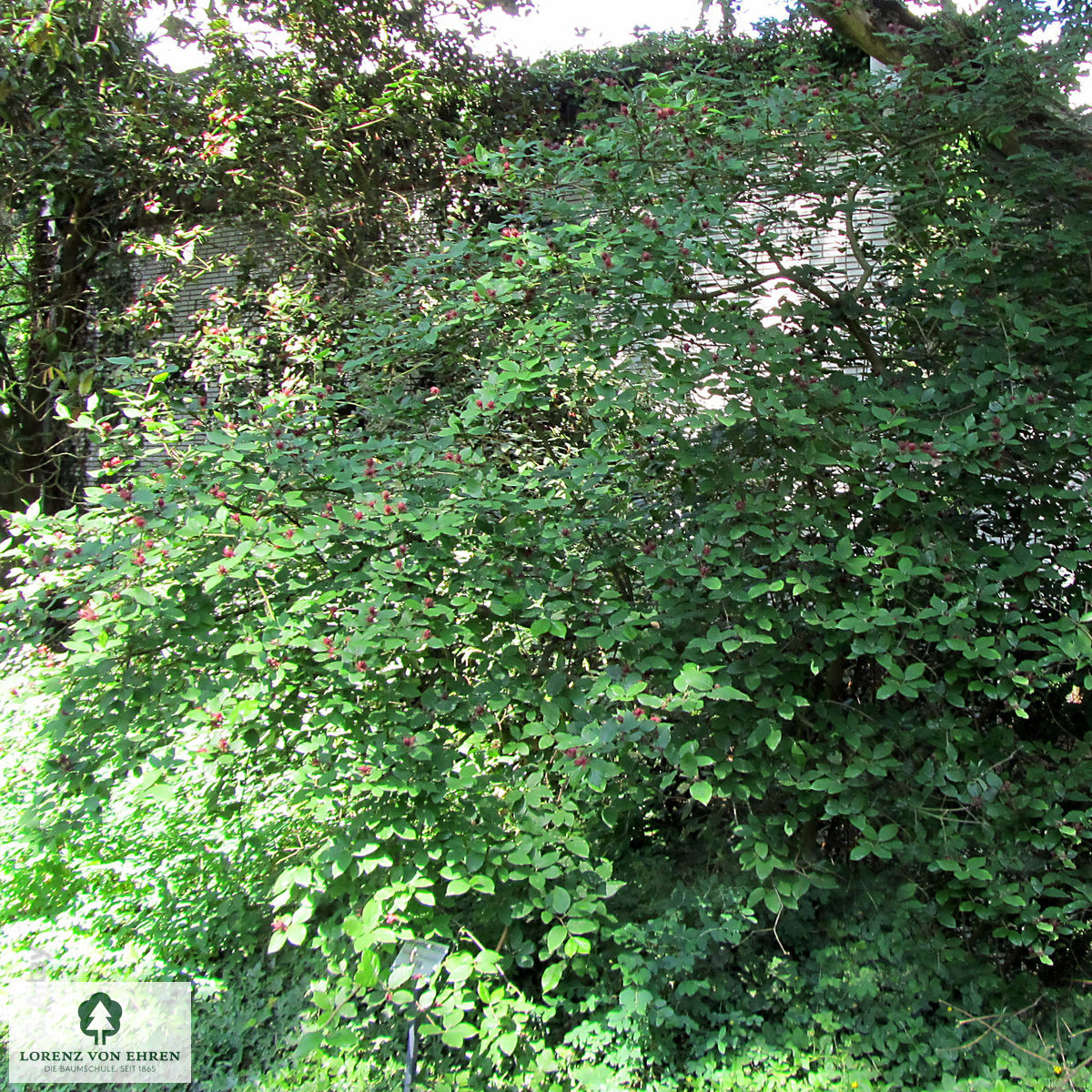 Calycanthus floridus