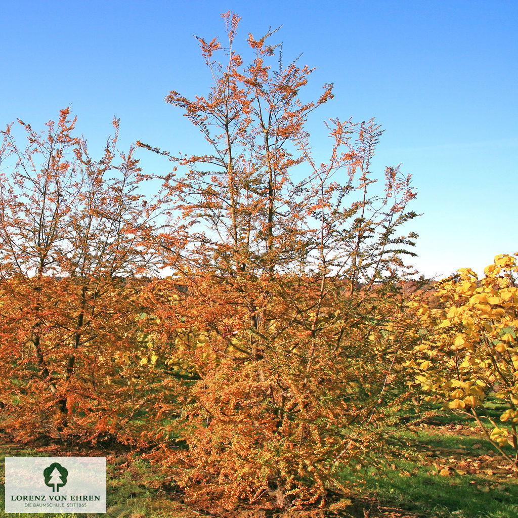 Nothofagus antarctica