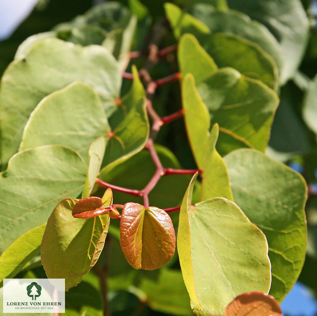 Cercis siliquastrum