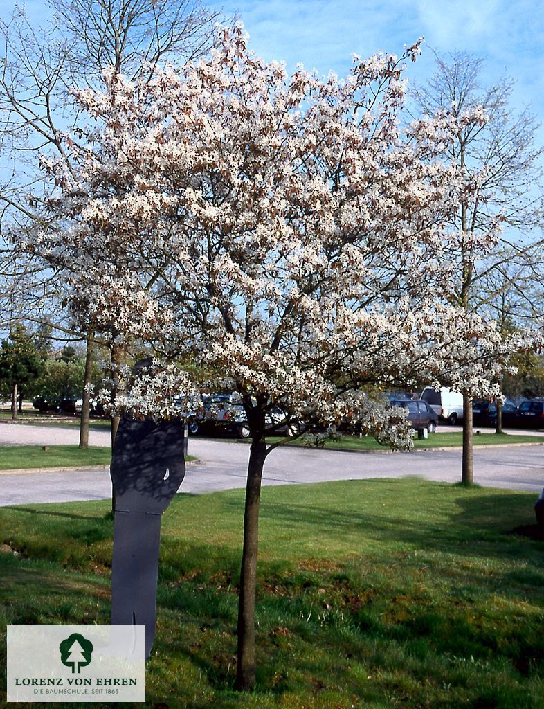 Amelanchier lamarkii auf dem Parkplatz