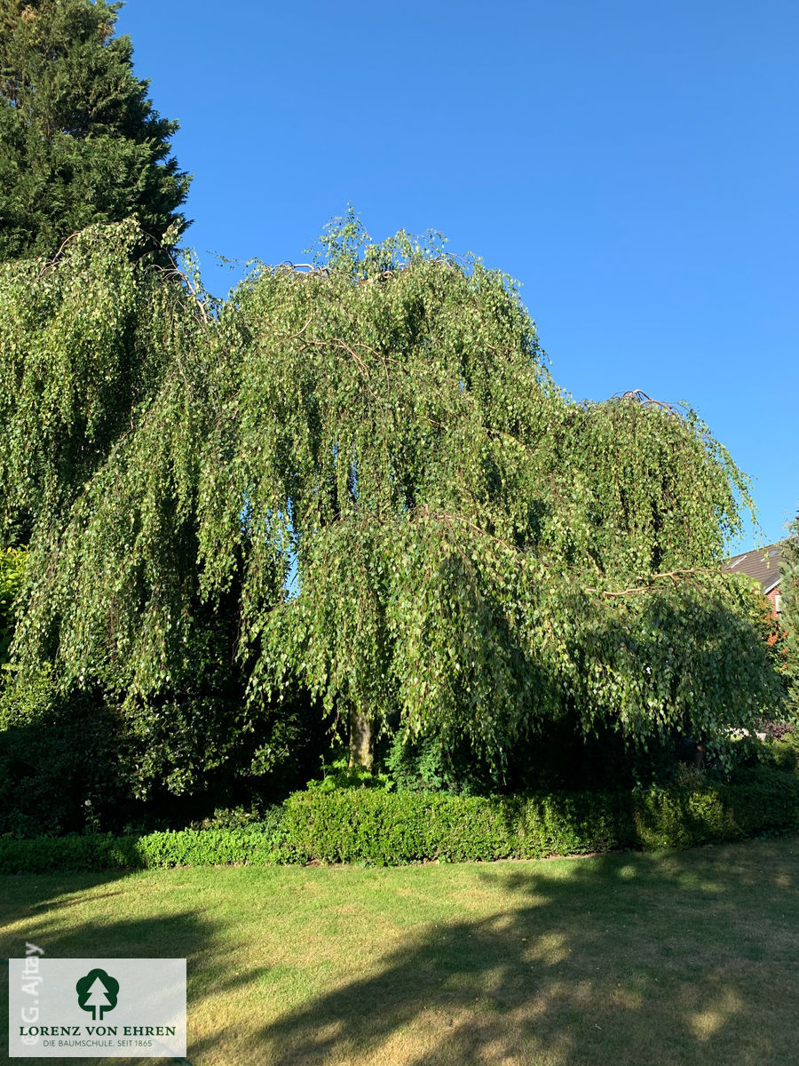 Betula pendula 'Tristis'