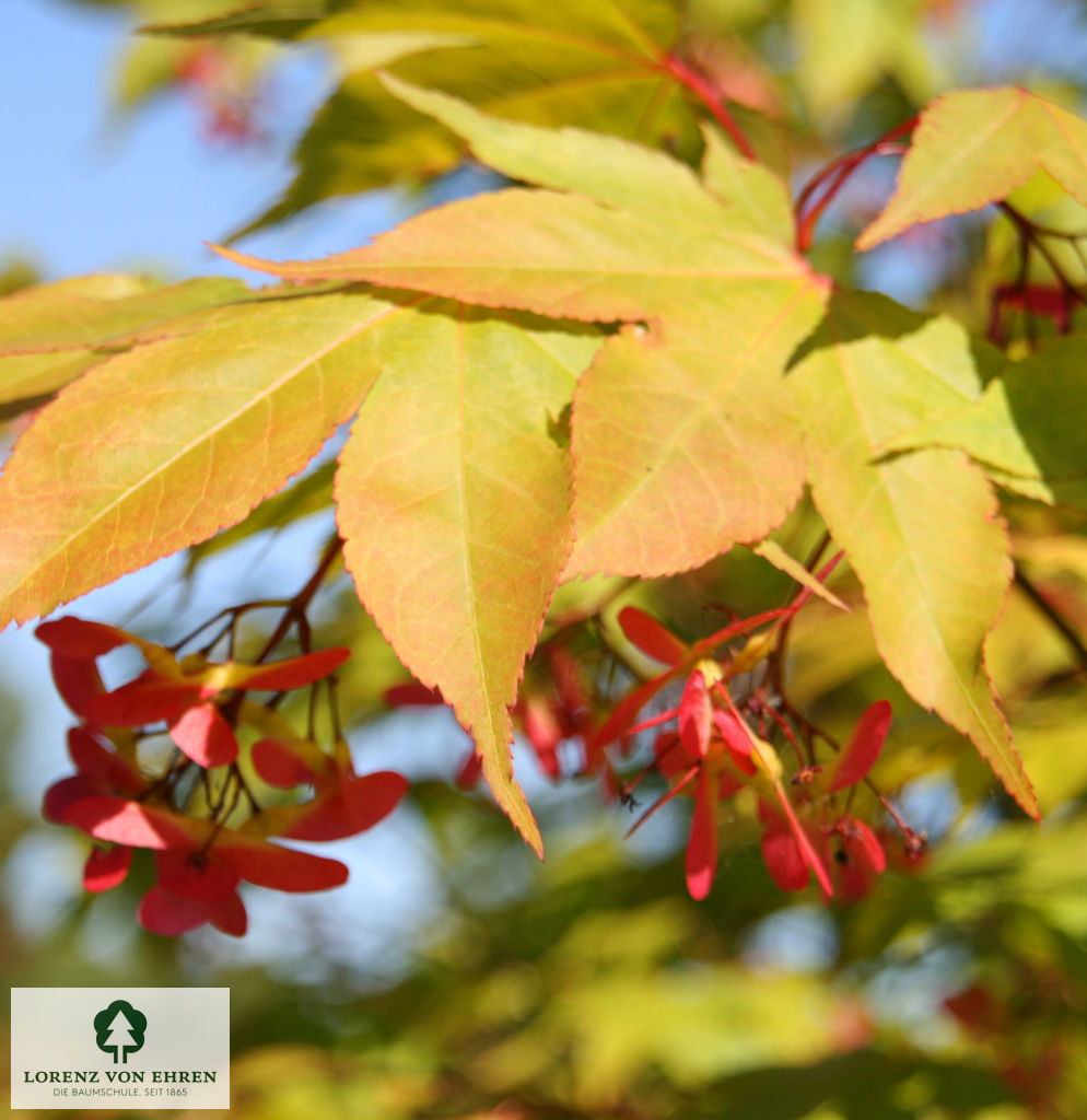 Acer palmatum 'Osakazuki'