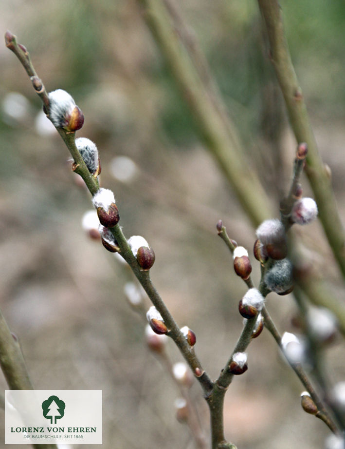 Salix aurita