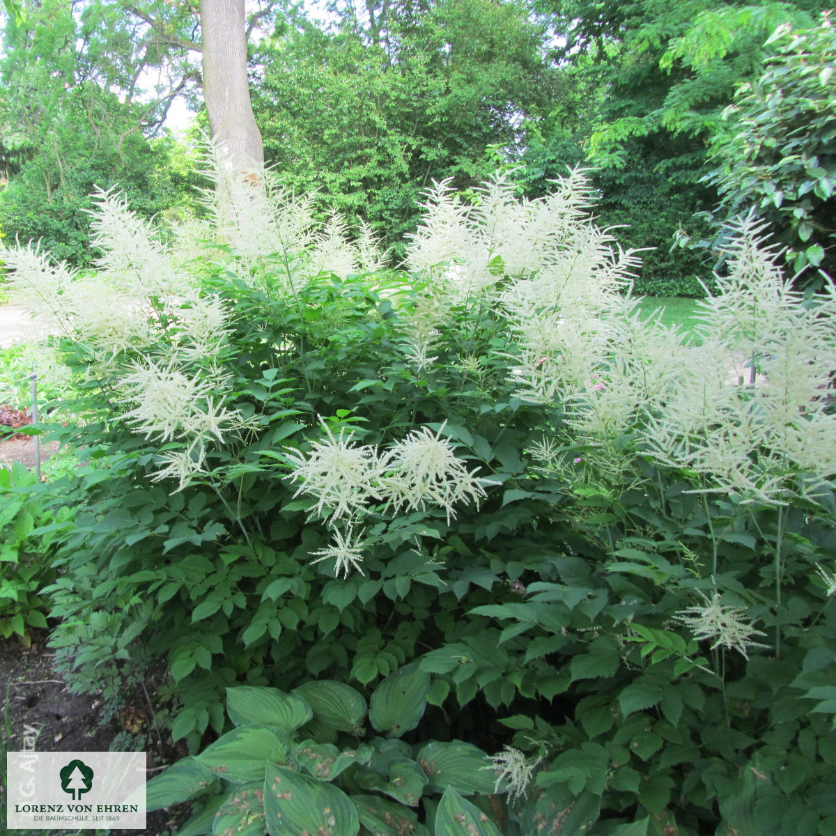 Aruncus dioicus