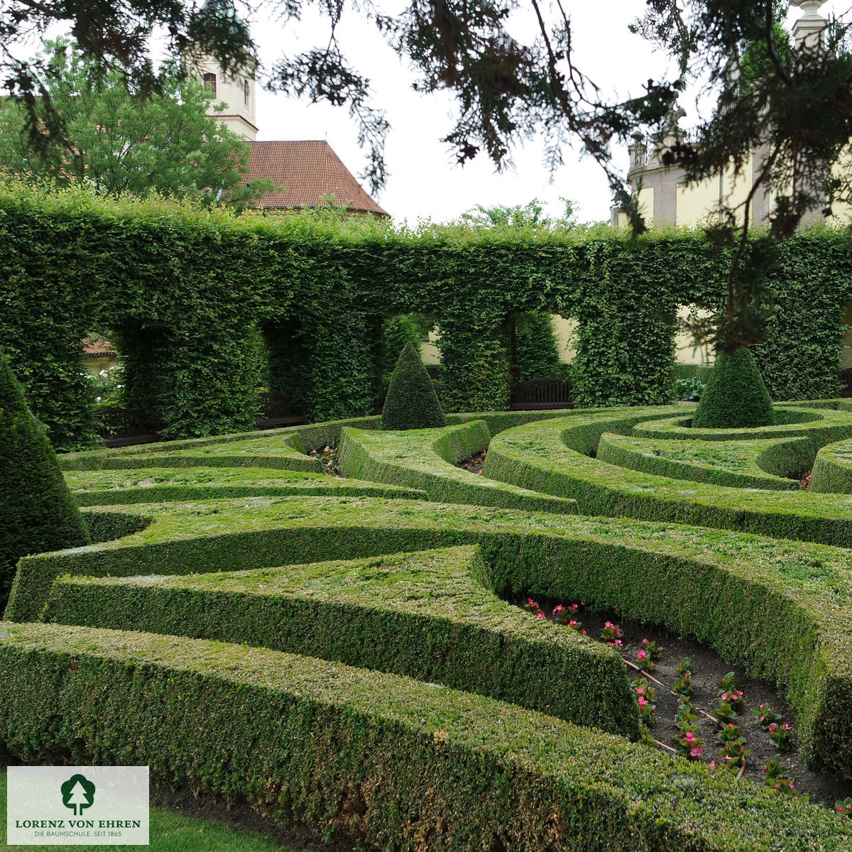 Buxus sempervirens arborescens in niedrigen Ornamenten