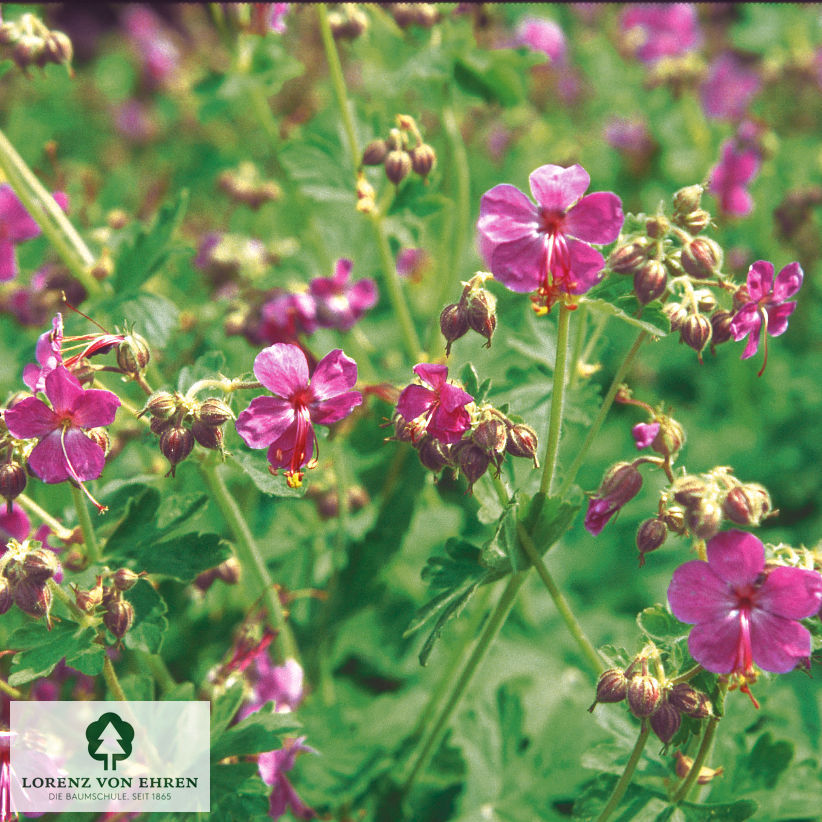 Geranium macrorrhizum 'Ingwersen'