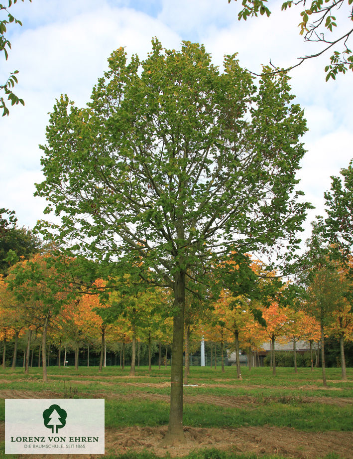 Tilia platyphyllos 'Rubra'