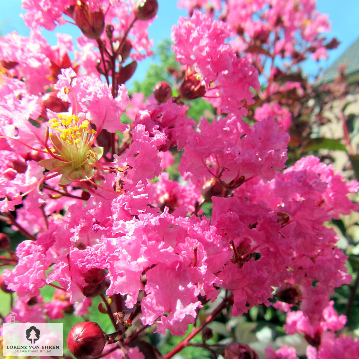 Lagerstroemia indica 'Rosa'