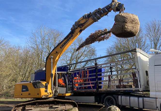 Am einem Bagger hängt ein Baum dessen Krone zusammengebunden ist und der Ballen ist mit Jute umwickelt. 
