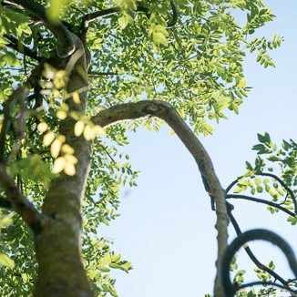 Styphnolobium japonicum 'Pendula' Unikat