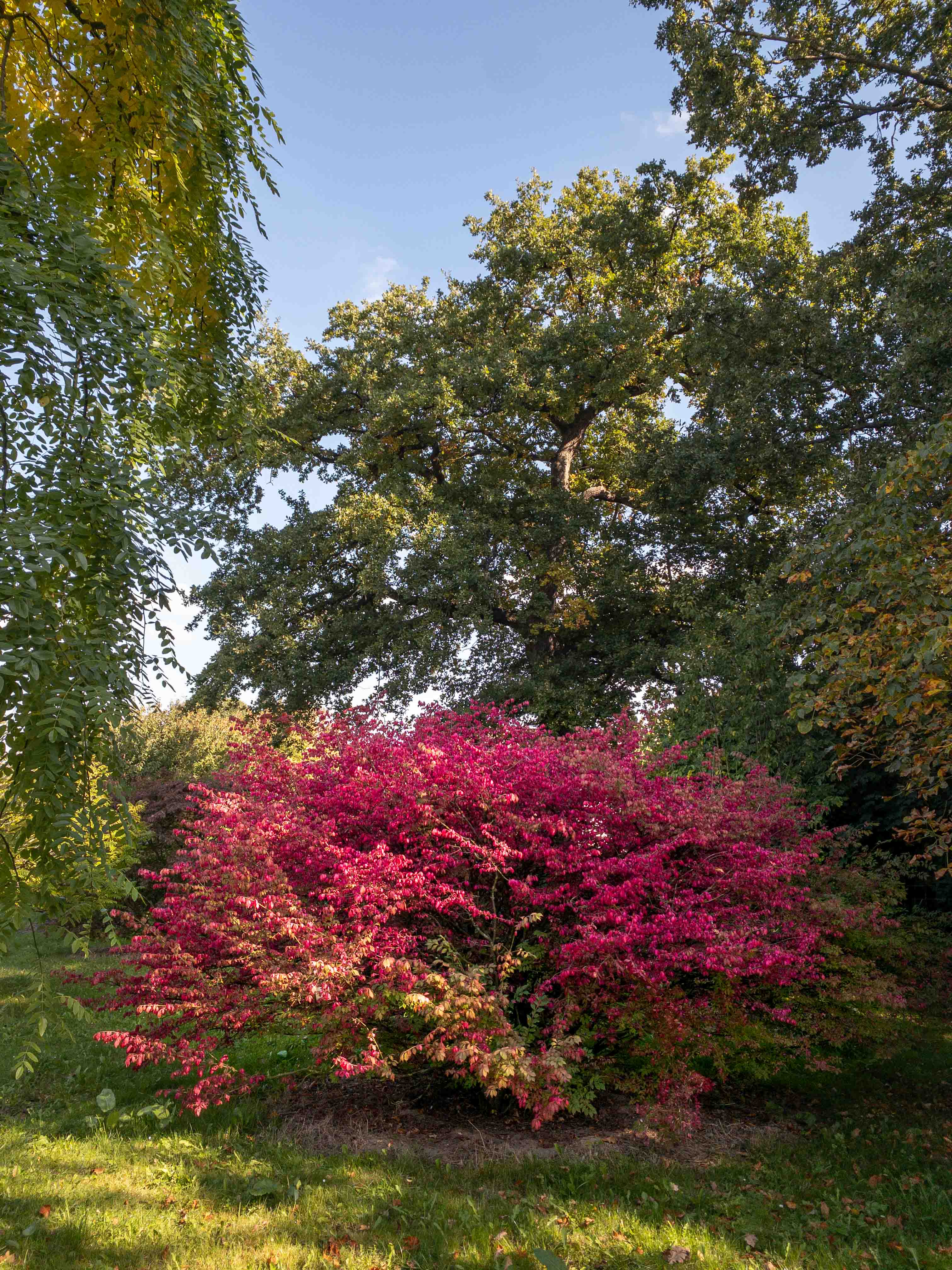 Rot-pink gefärbter Strauch unter hohen grünen Bäumen.