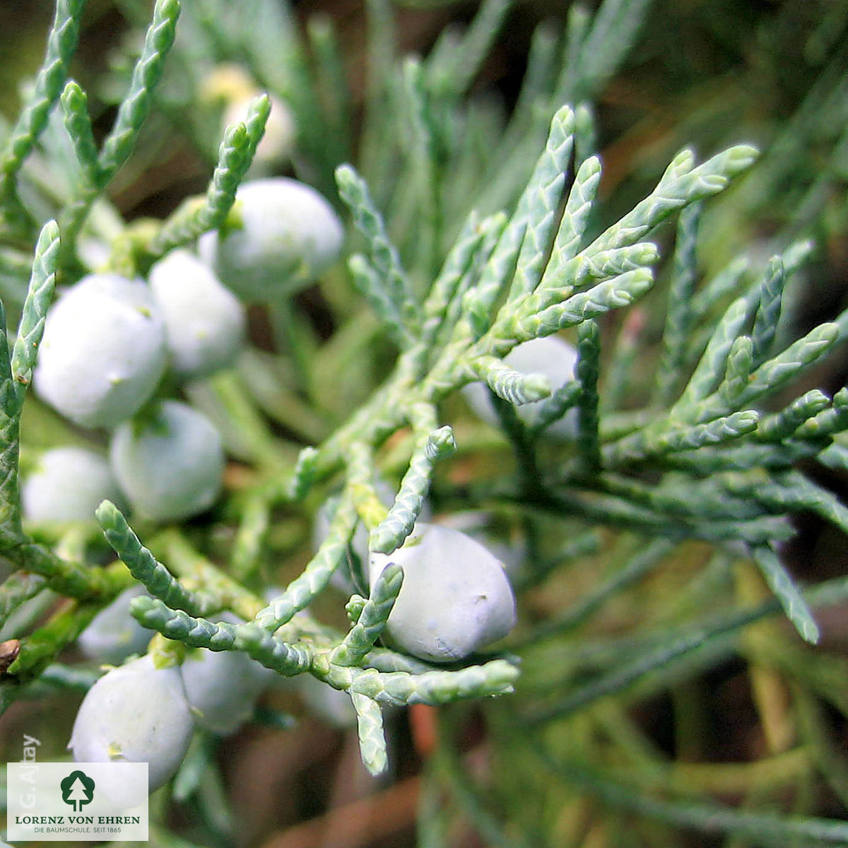 Juniperus virginiana 'Grey Owl'