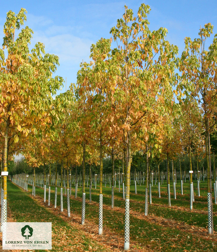 Acer negundo 'Aureovariegatum'