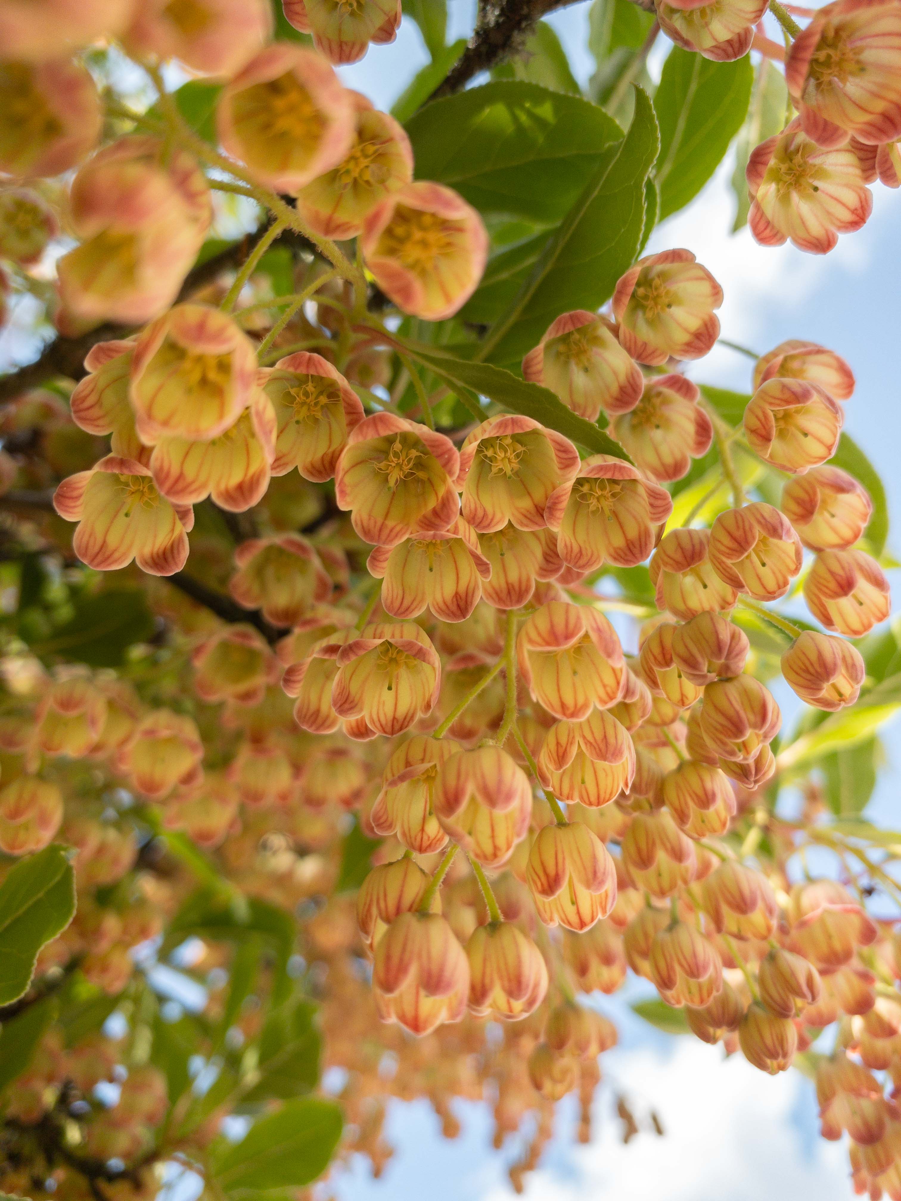 Enkianthus campanulatus Bonsai