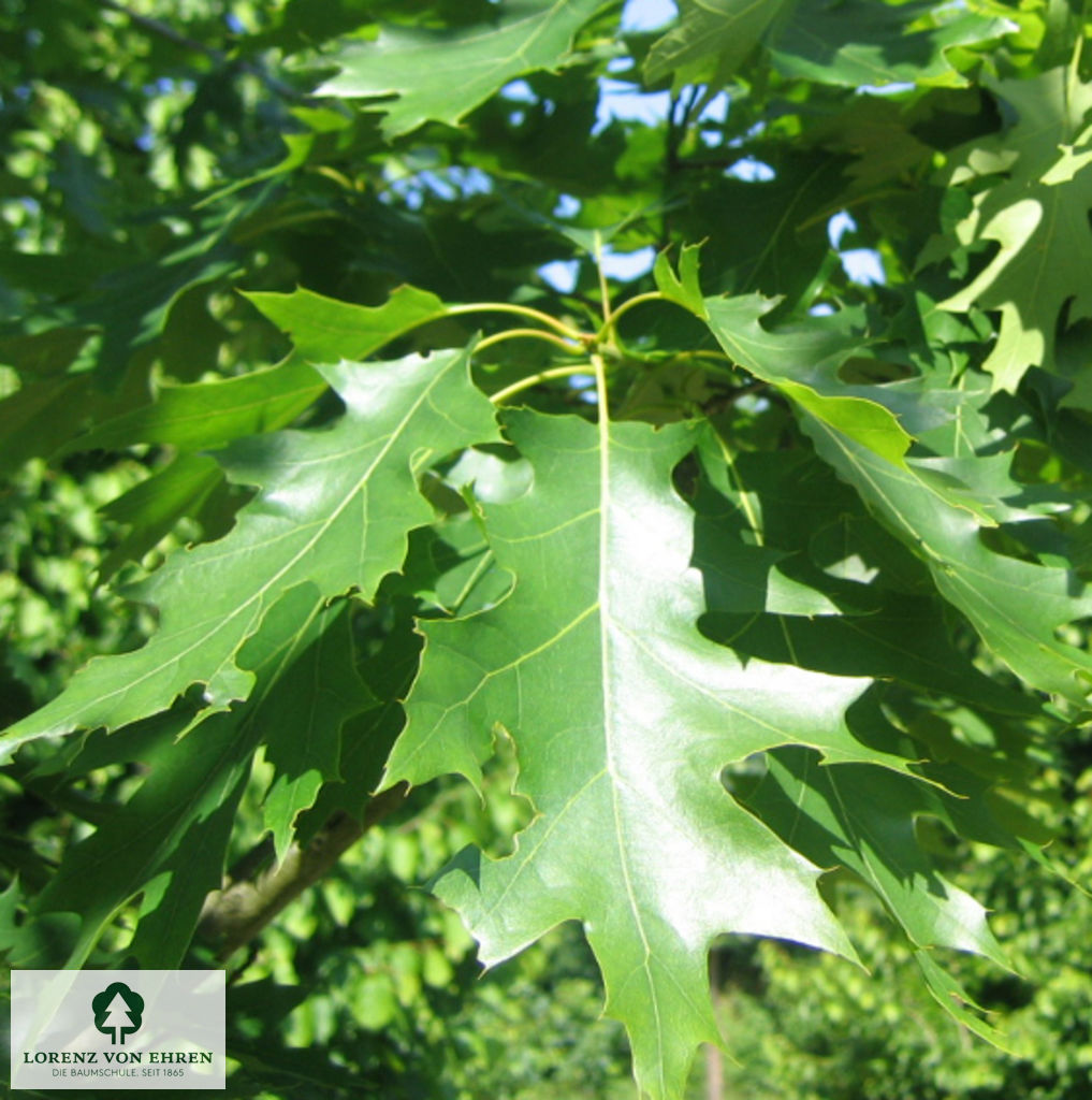 Quercus coccinea