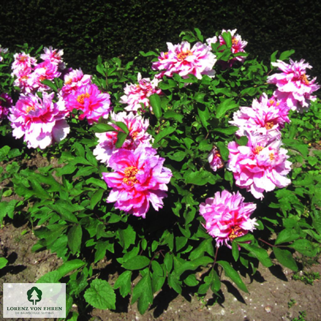 Paeonia suffruticosa 'Beaute de Twickel'