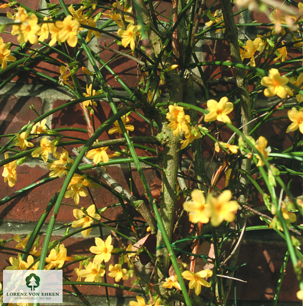 Jasminum nudiflorum