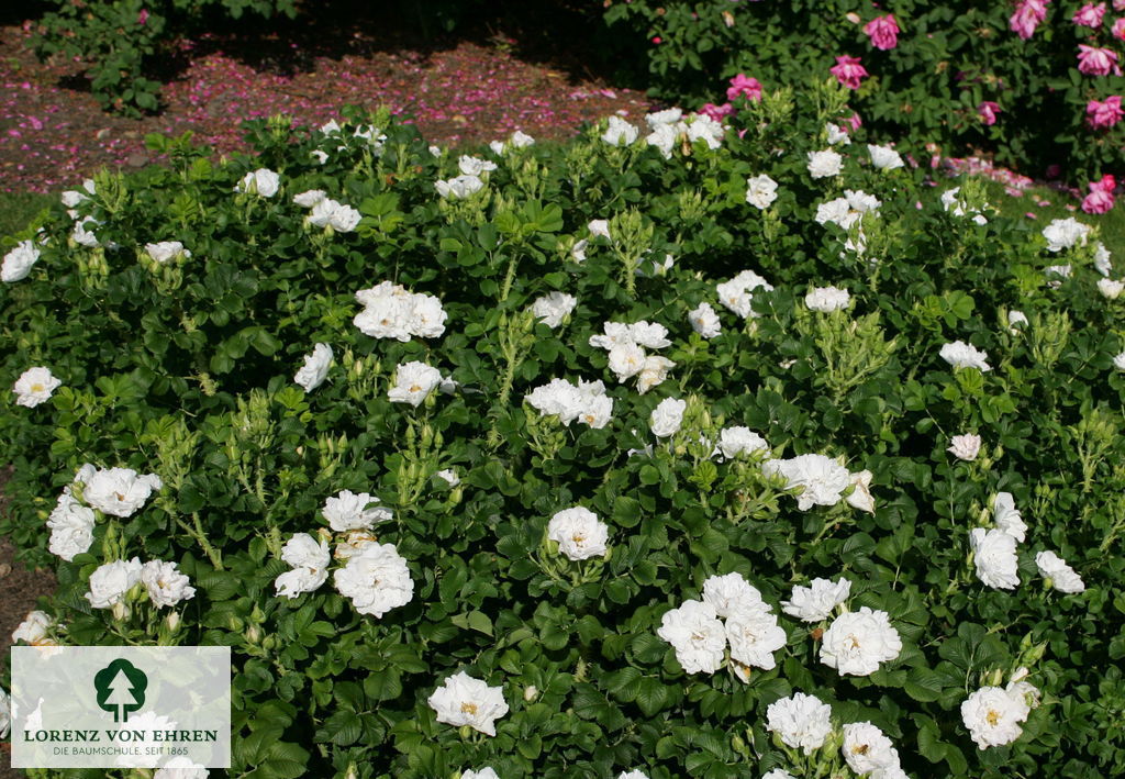 Rosa 'White Roadrunner'