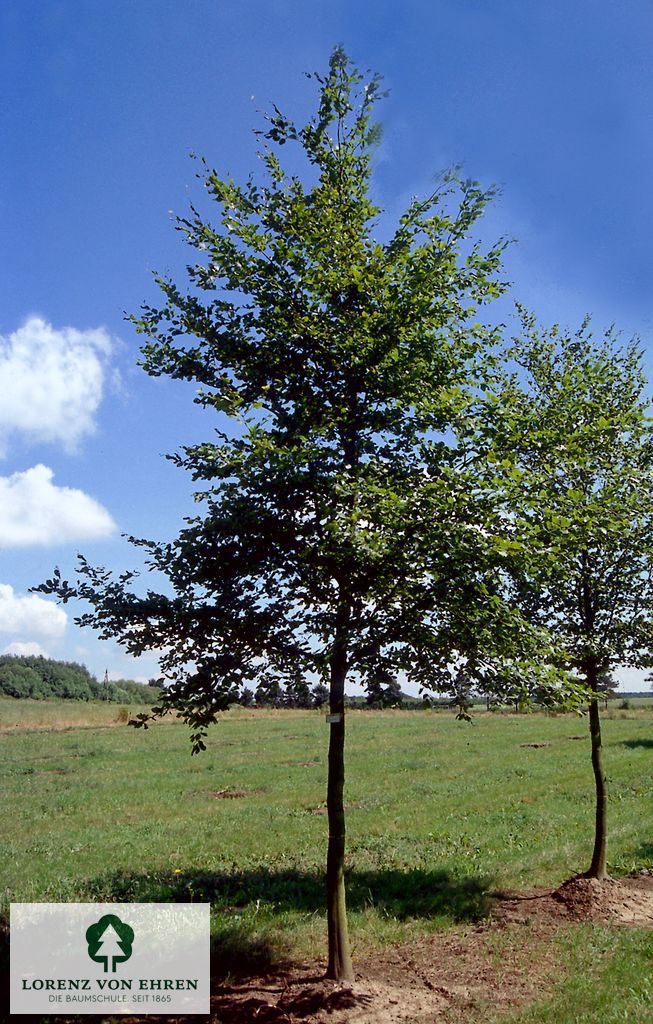 Carpinus betulus