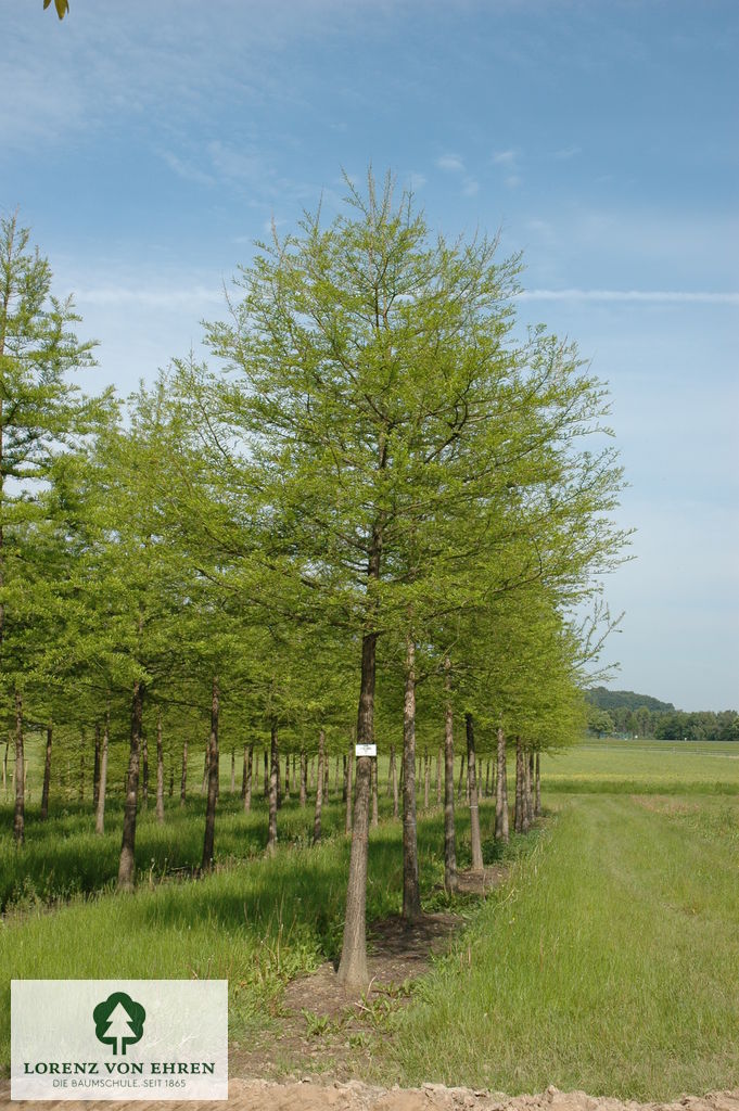 Taxodium distichum