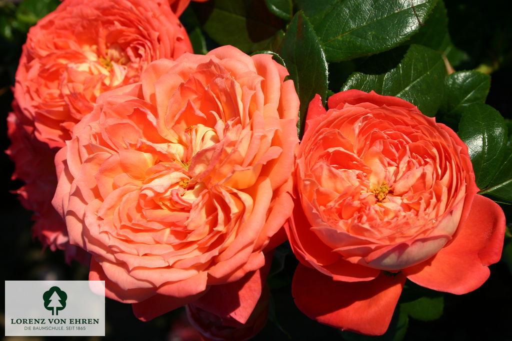Rosa 'Queen of Hearts'