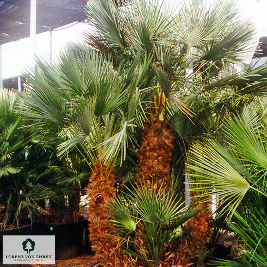 Chamaerops humilis