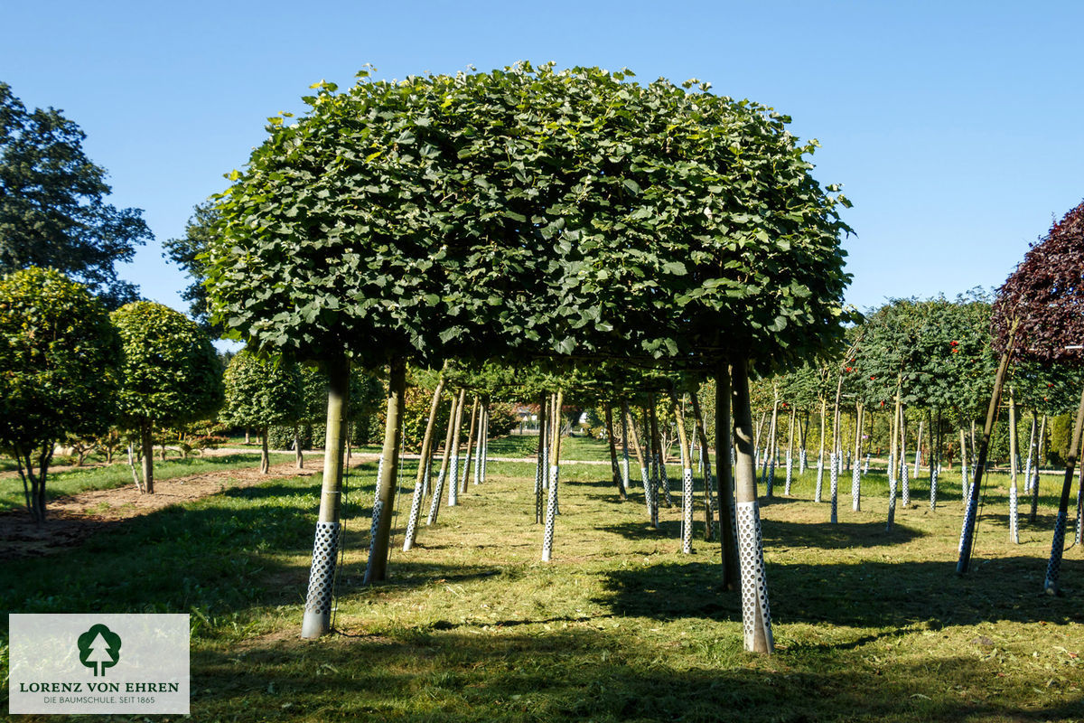 Tilia tomentosa